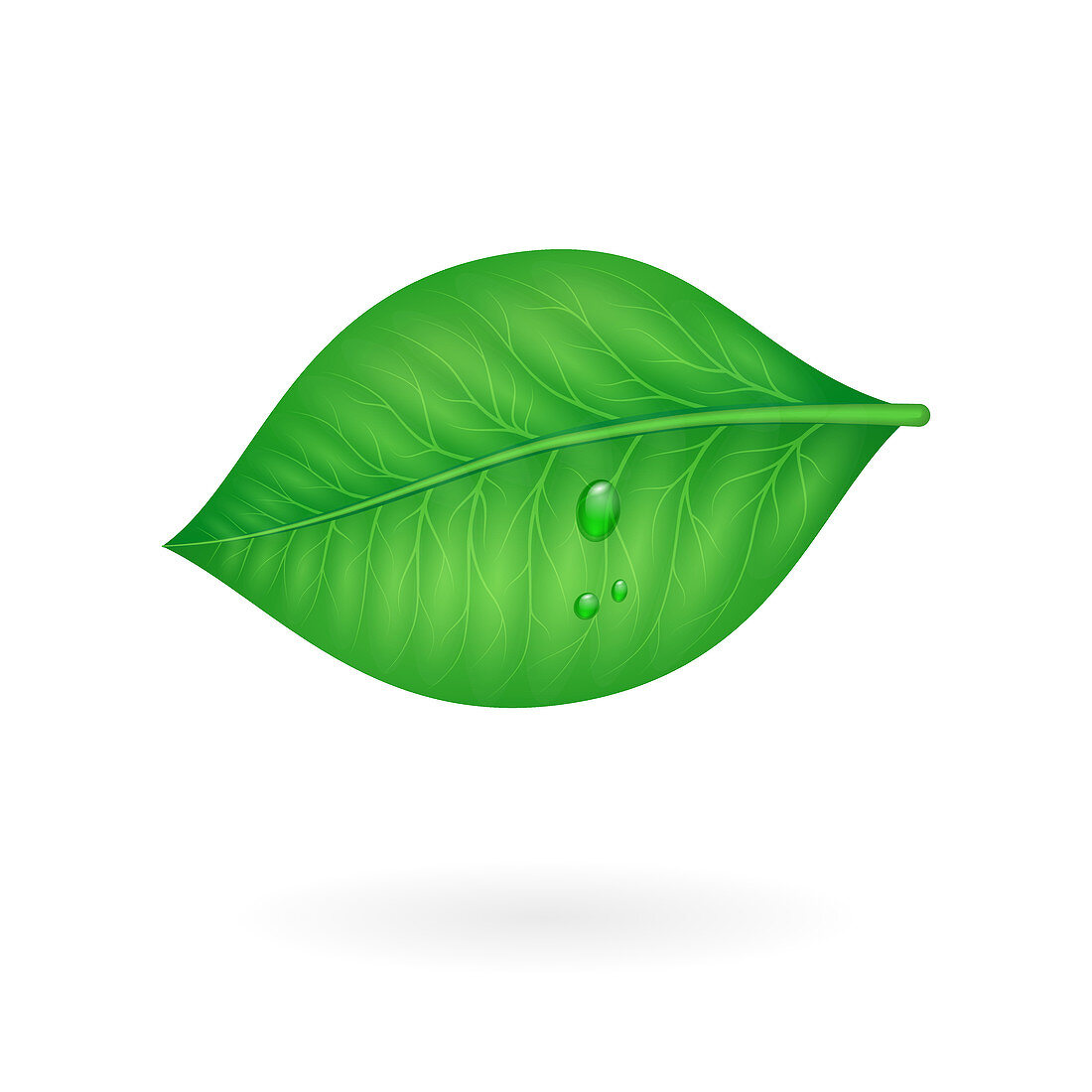 Green leaf, illustration