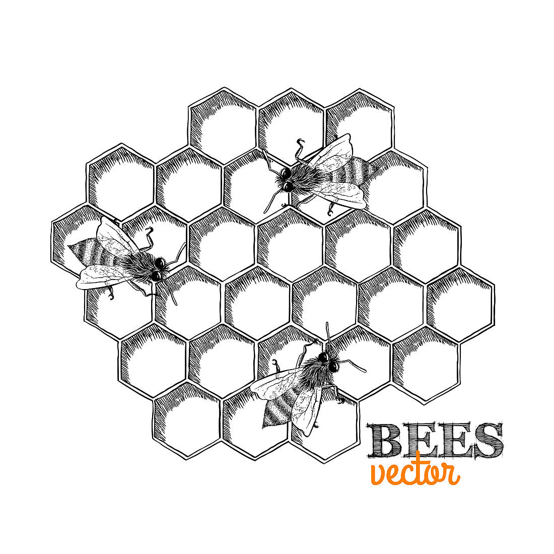 Honey bees and honeycomb, illustration
