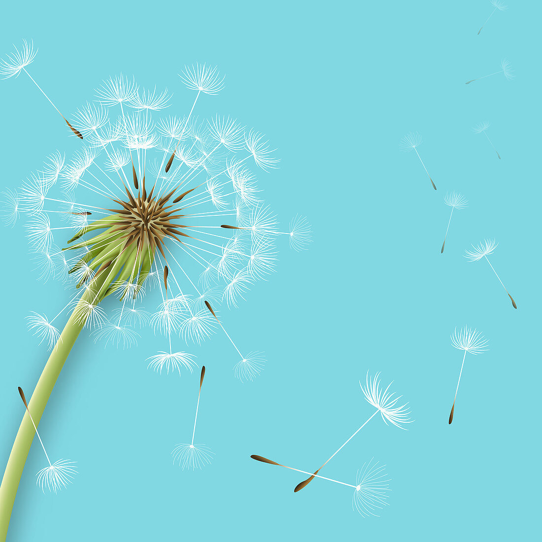 Dandelion seedhead, illustration
