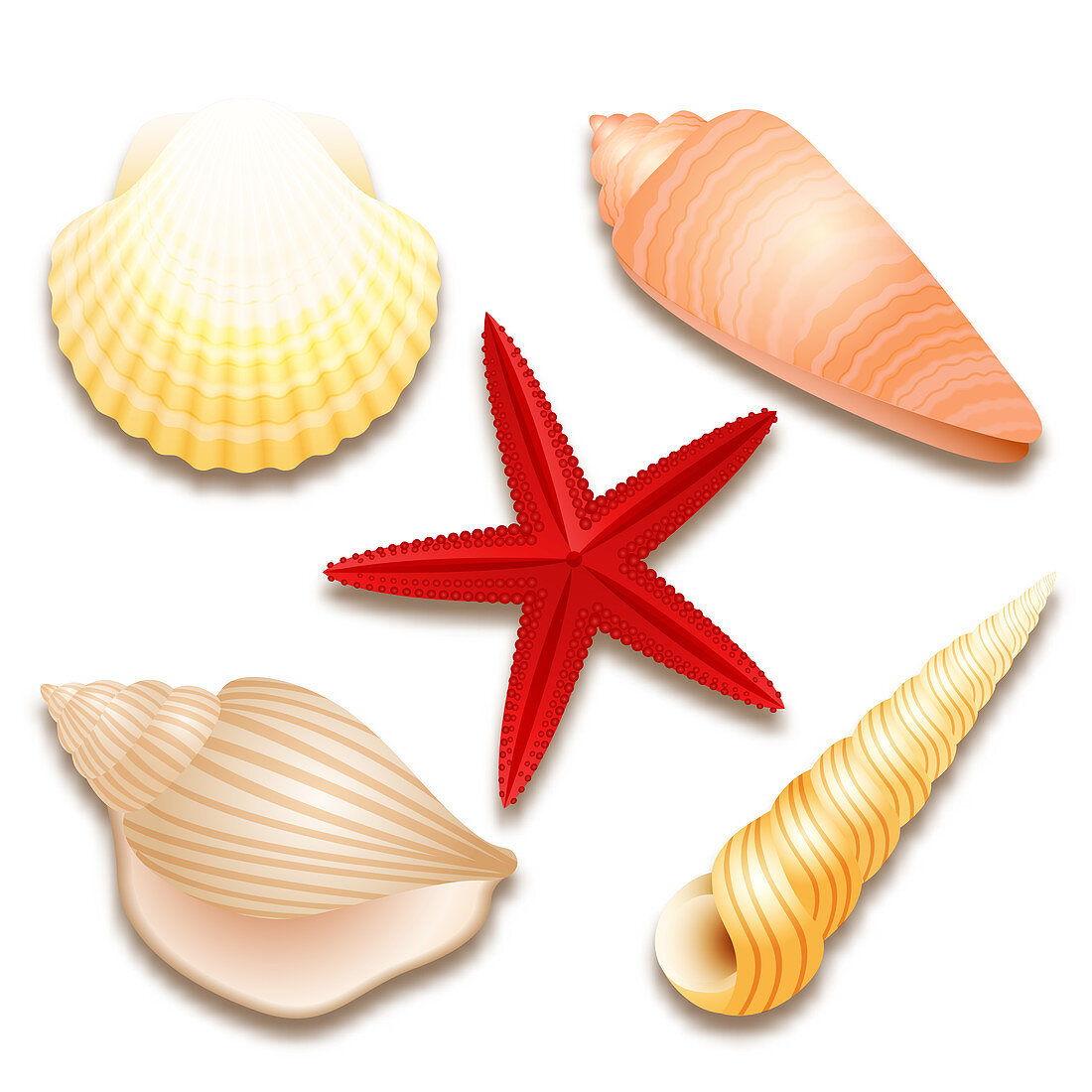 Seashells and starfish, illustration