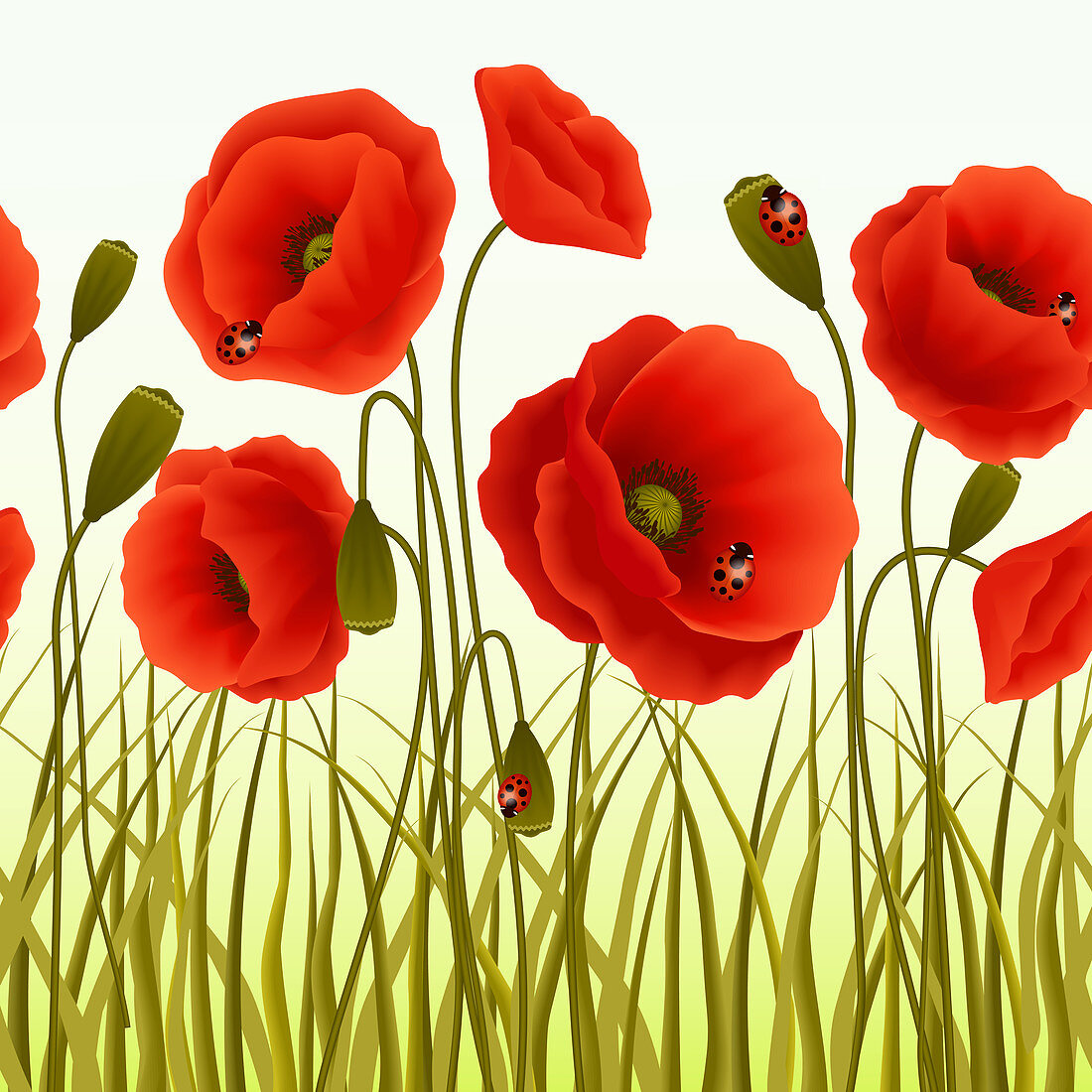 Red poppies, illustration