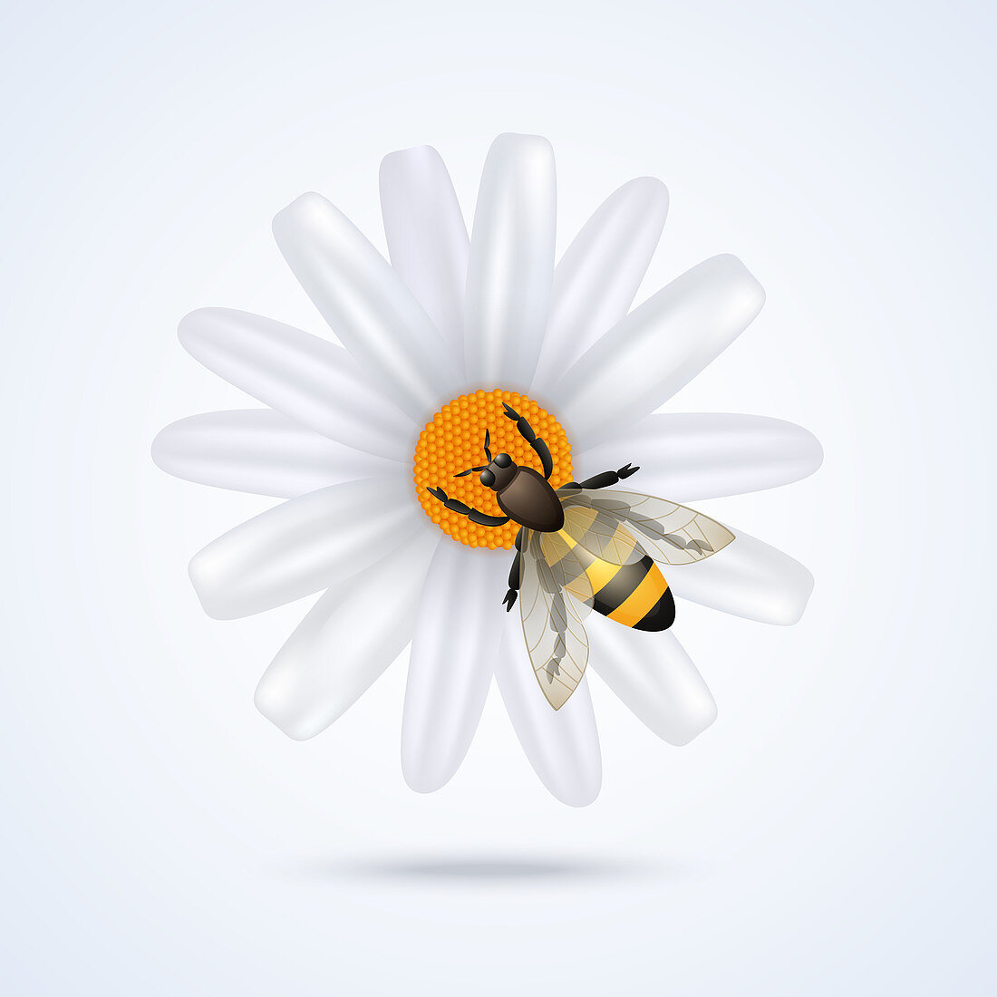 Bee on flower, illustration