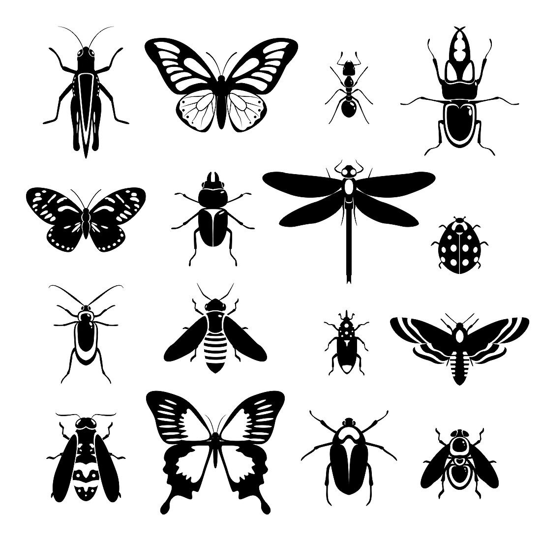 Insects, illustration