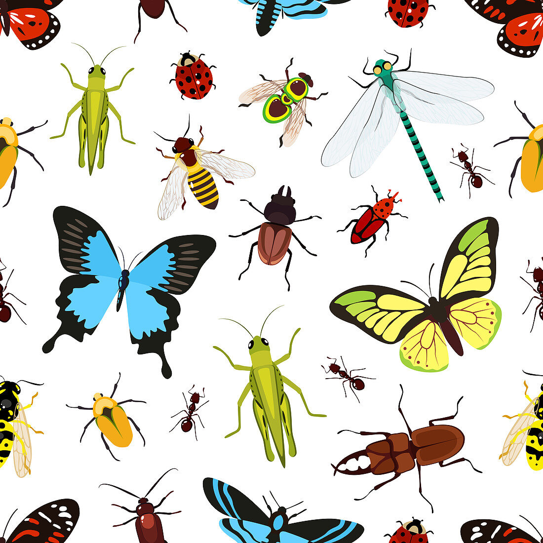 Insects, illustration