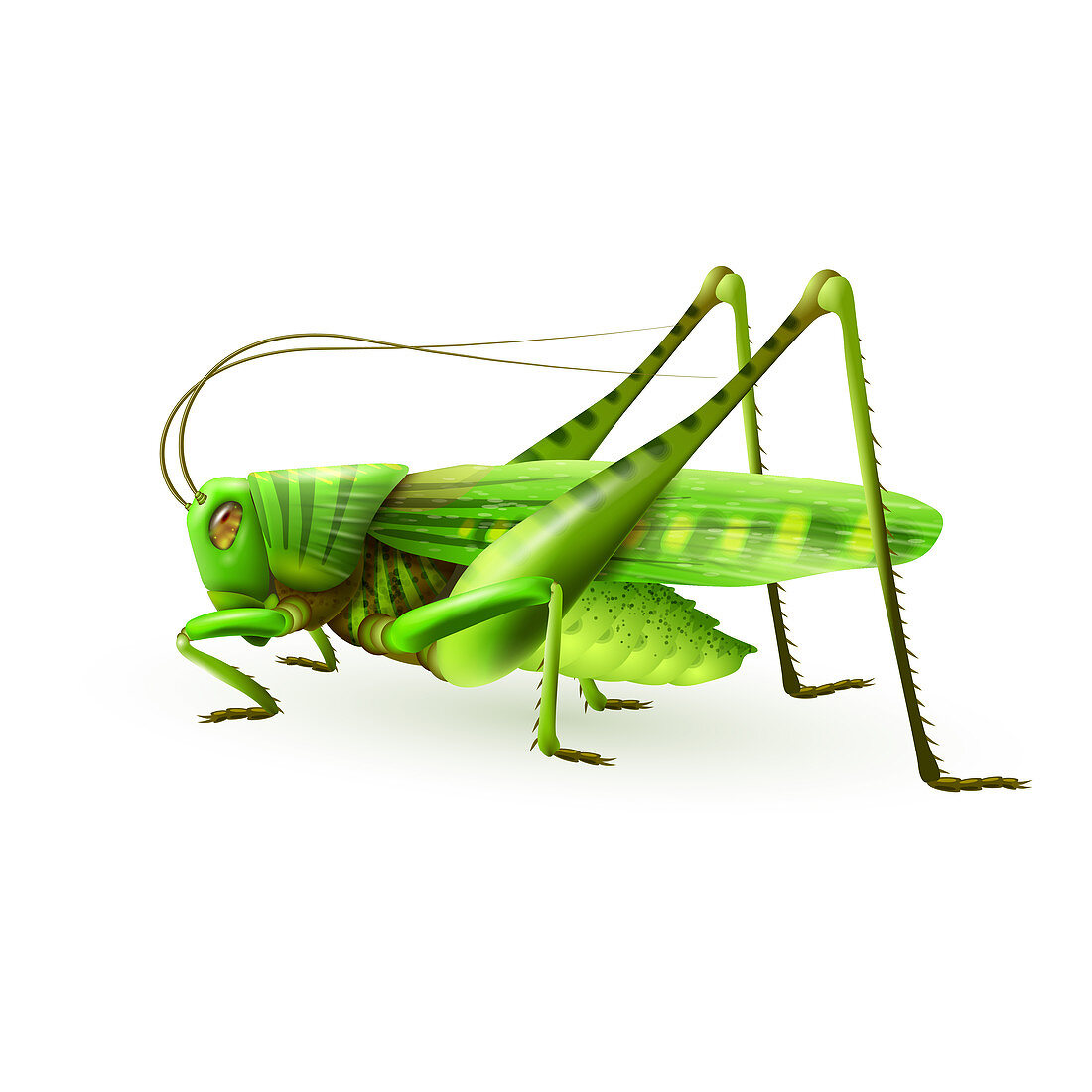 Grasshopper, illustration