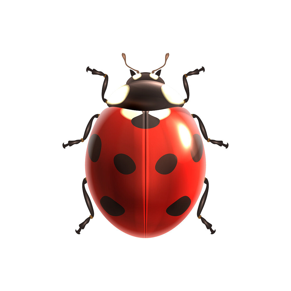 Ladybird, illustration