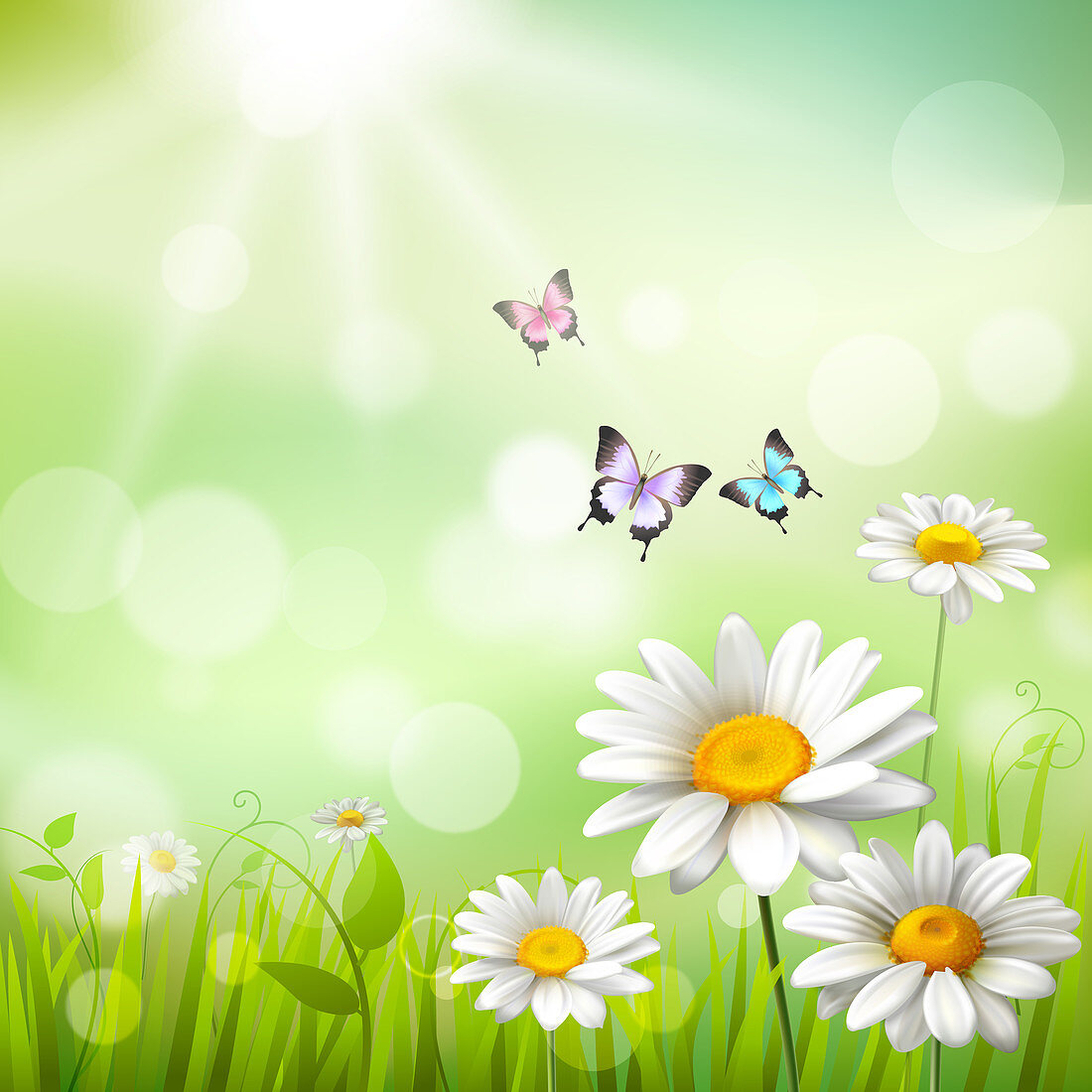 Daisies and butterflies, illustration