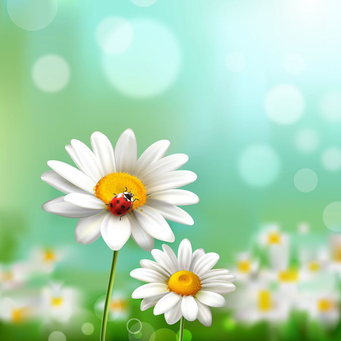 Daisy flowers, illustration