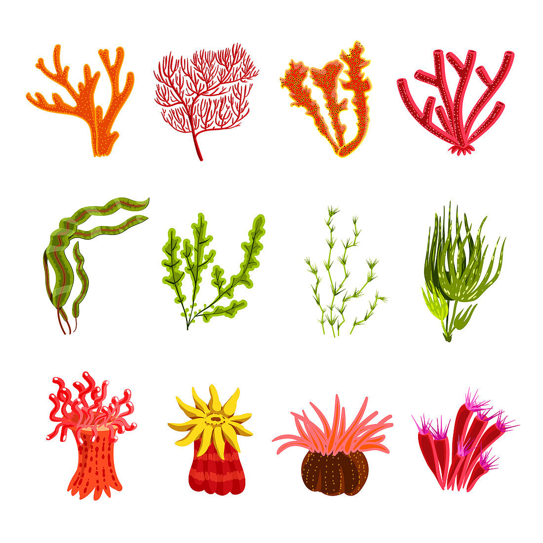 Coral icons, illustration