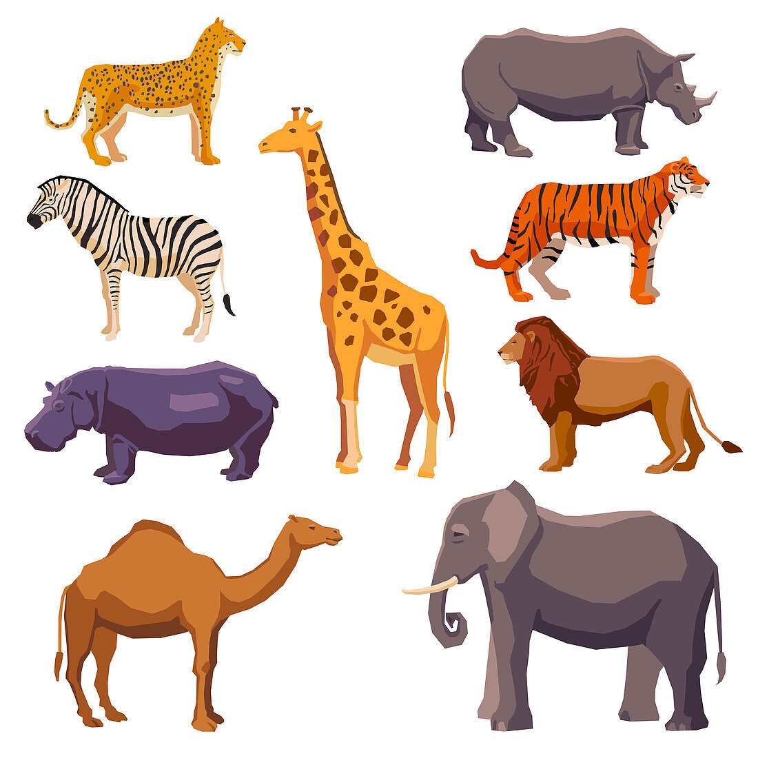 African animals, illustration