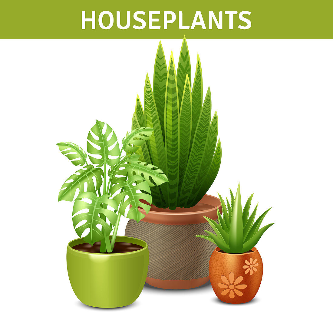Houseplants, illustration