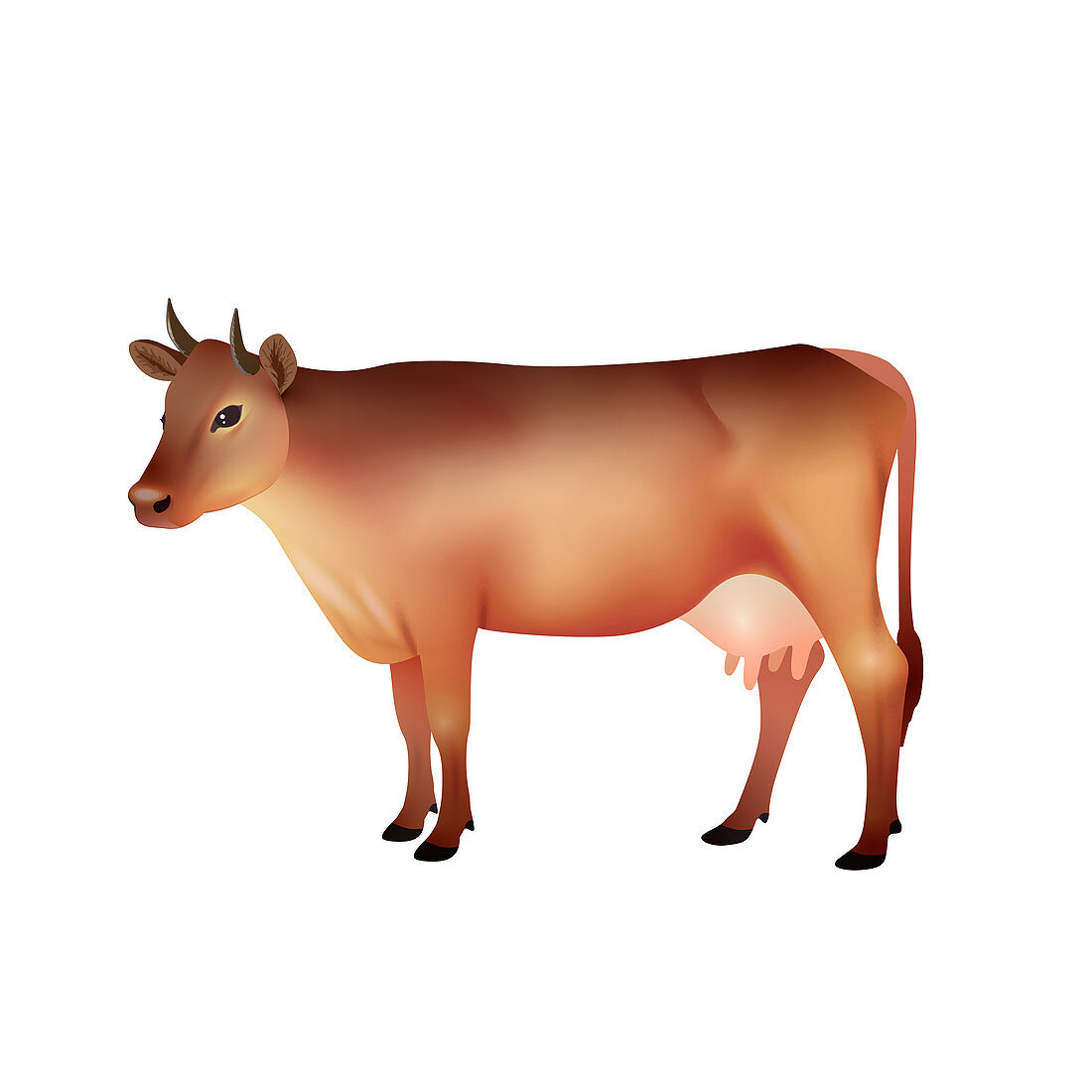 Cow, illustration