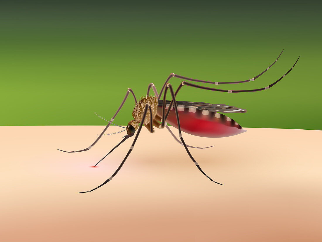 Mosquito feeding on human, illustration