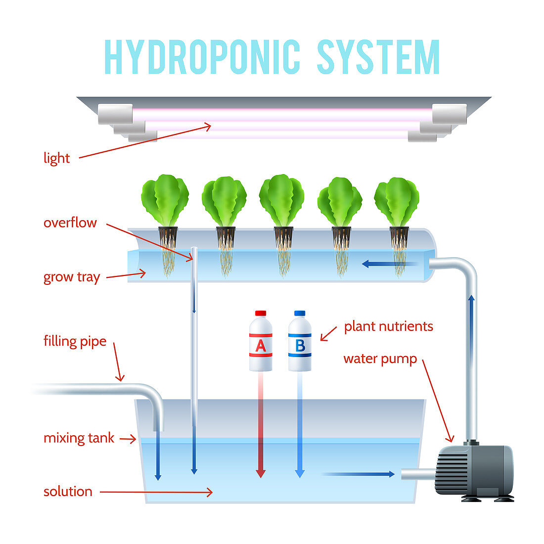 Hydroponics, illustration