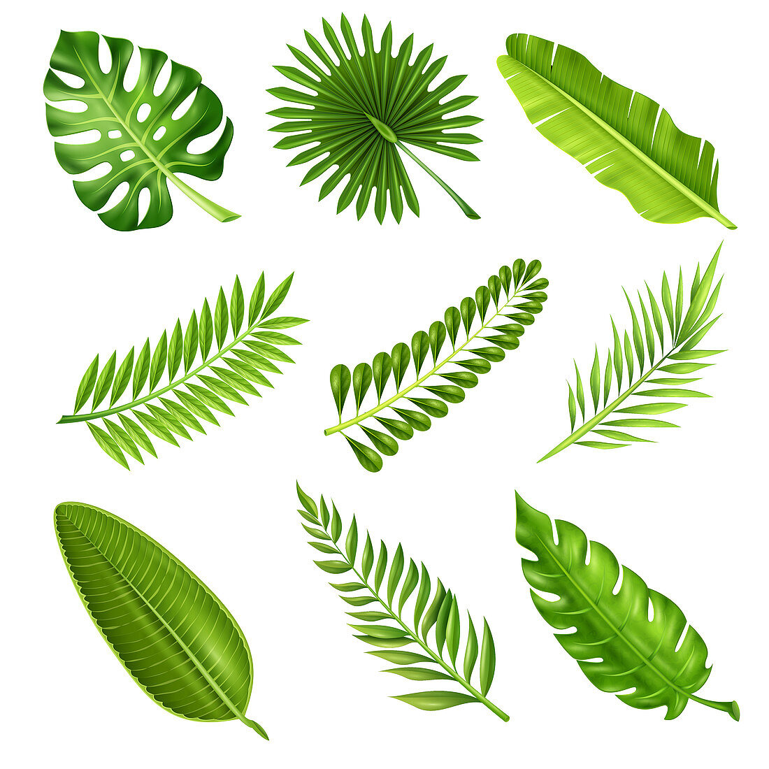Leaves, illustration