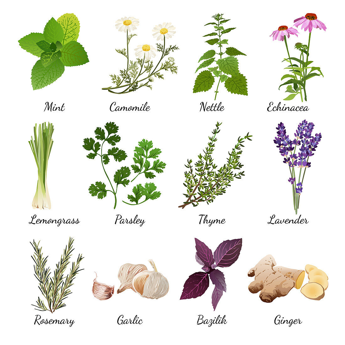 Herbs, illustration