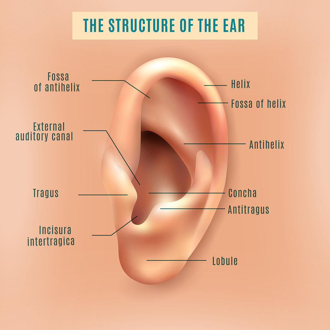 Human ear, illustration
