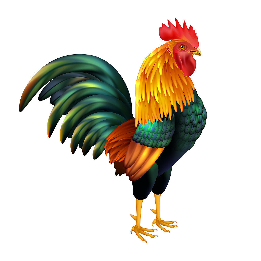 Rooster, illustration