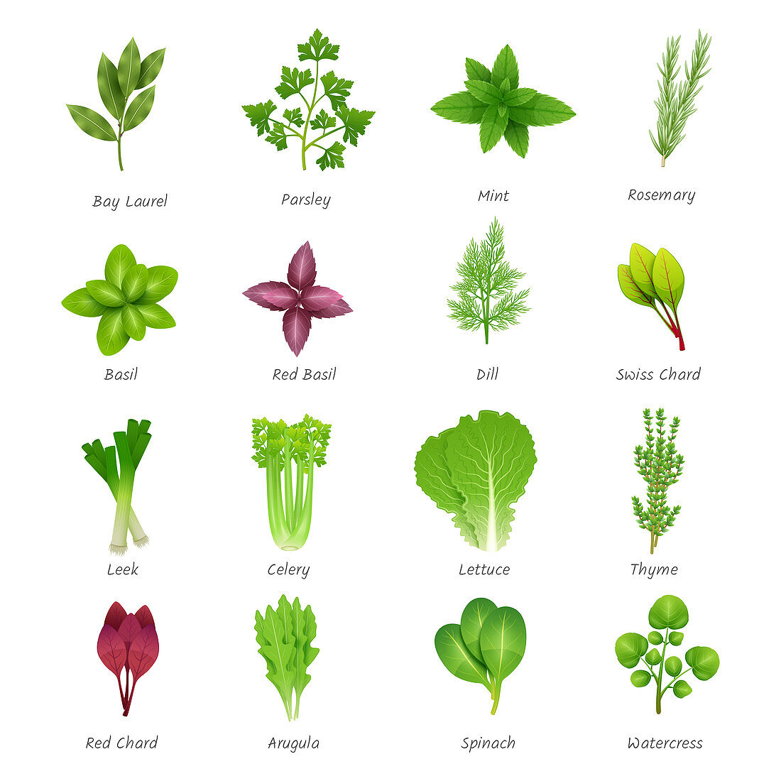 Herbs and leafy vegetables, illustration