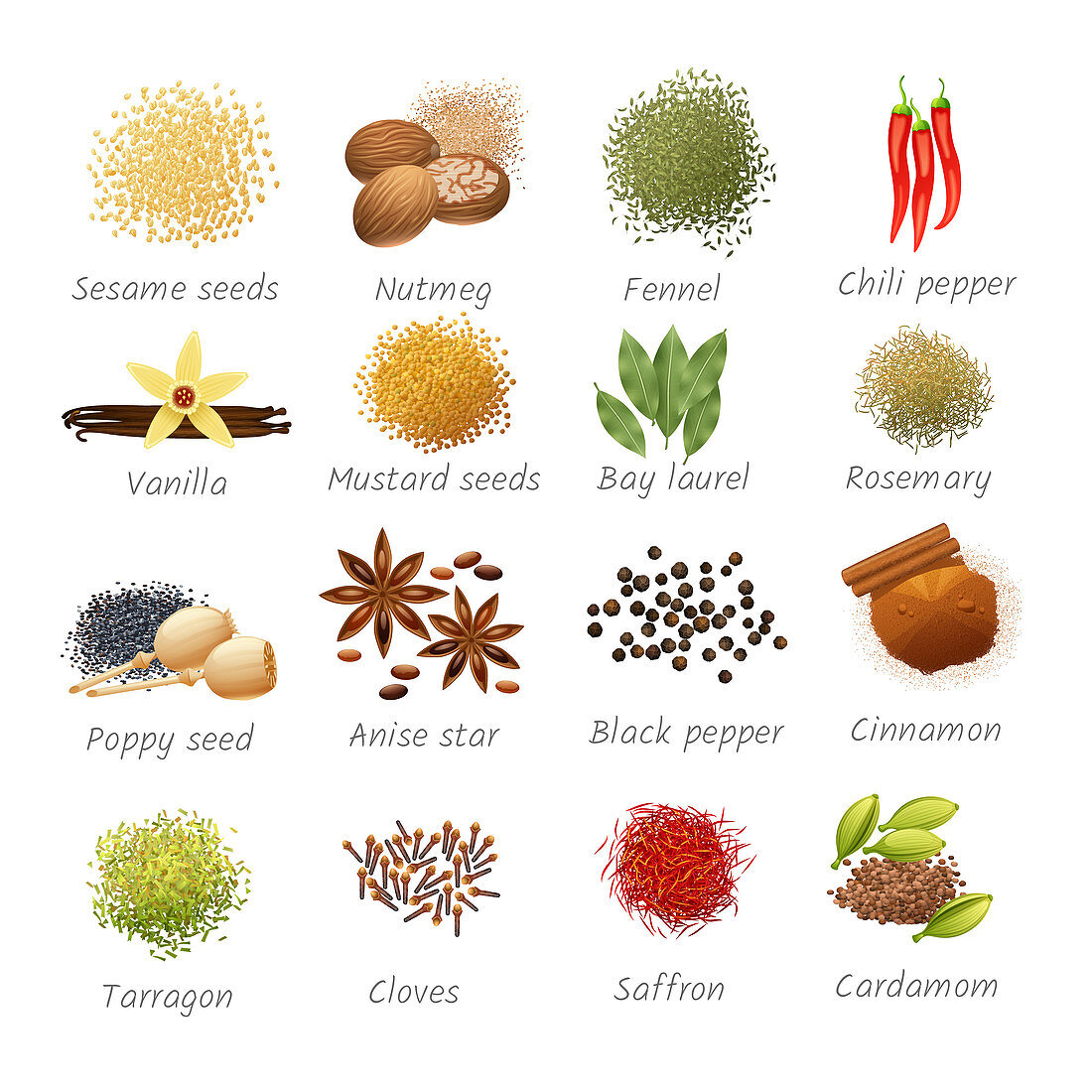 Herbs and spices, illustration