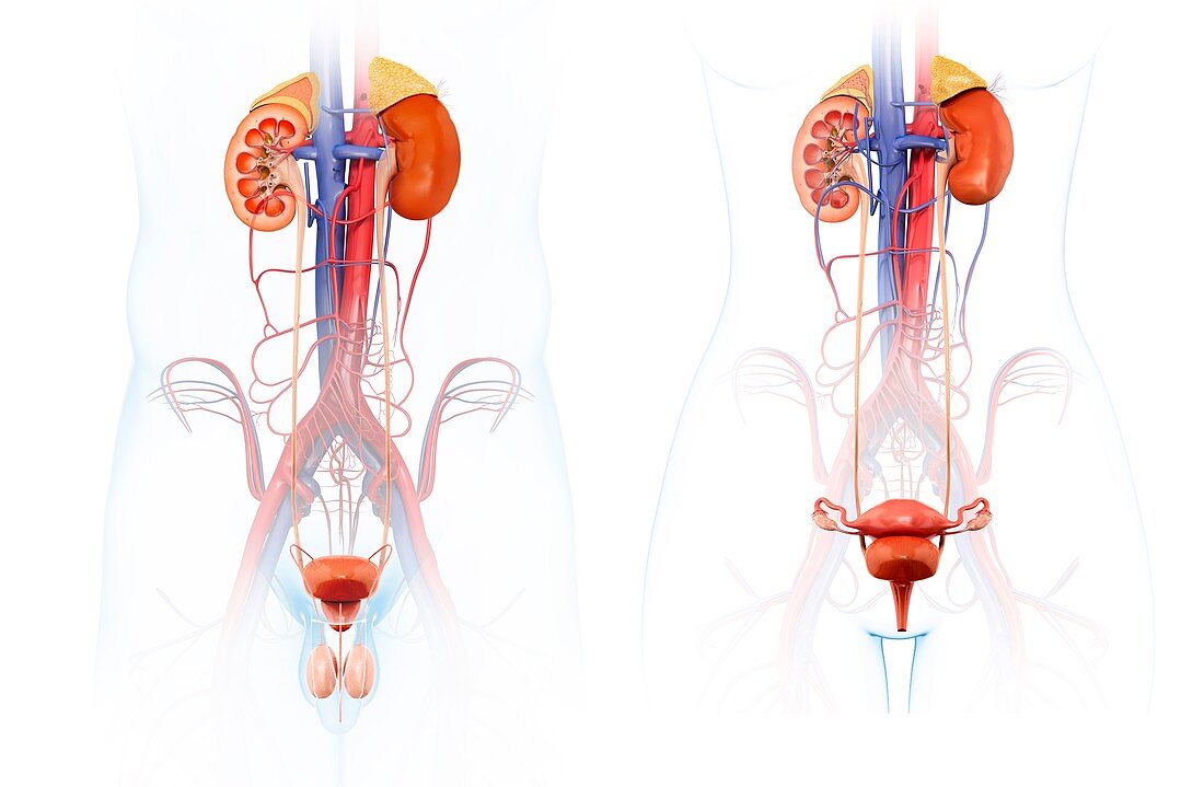 Male and female urinary systems, illustration