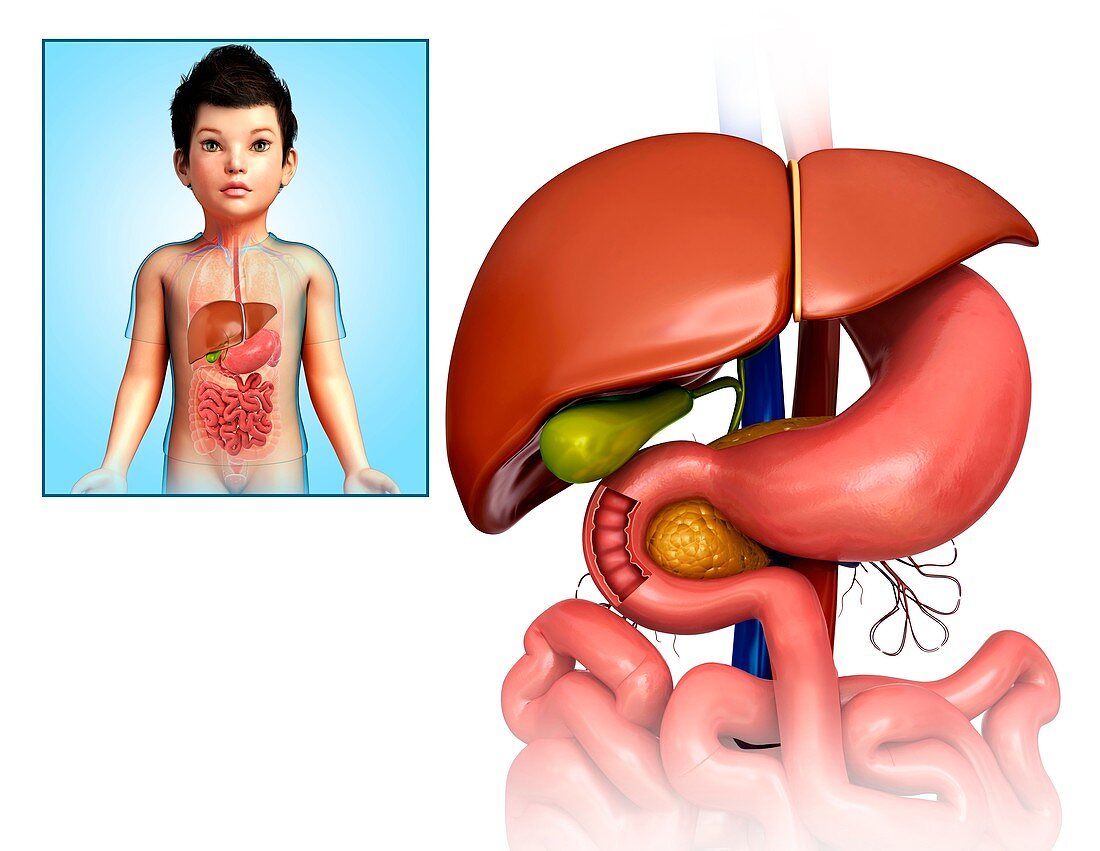 Child's liver, stomach and duodenum, illustration