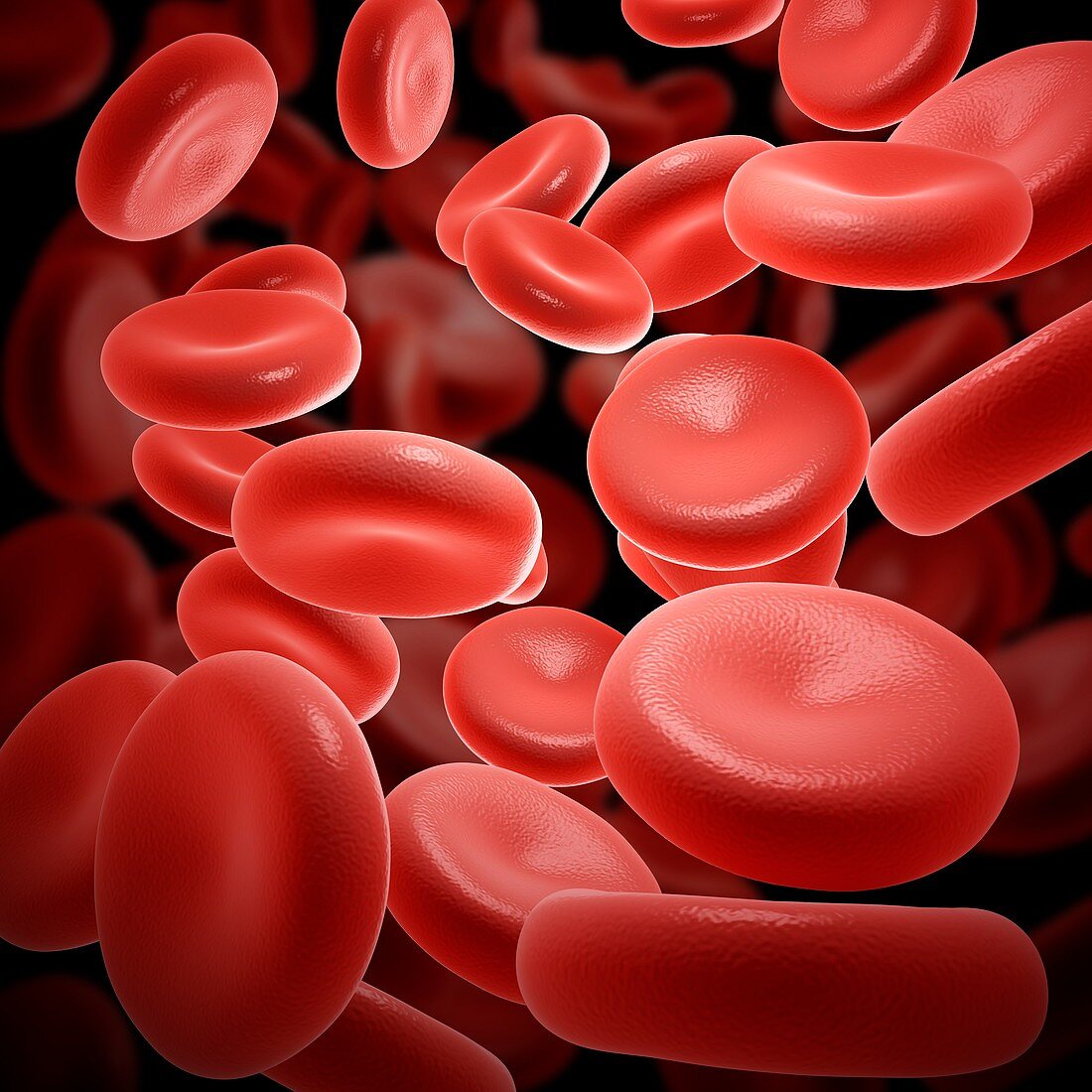 Red blood cells, illustration