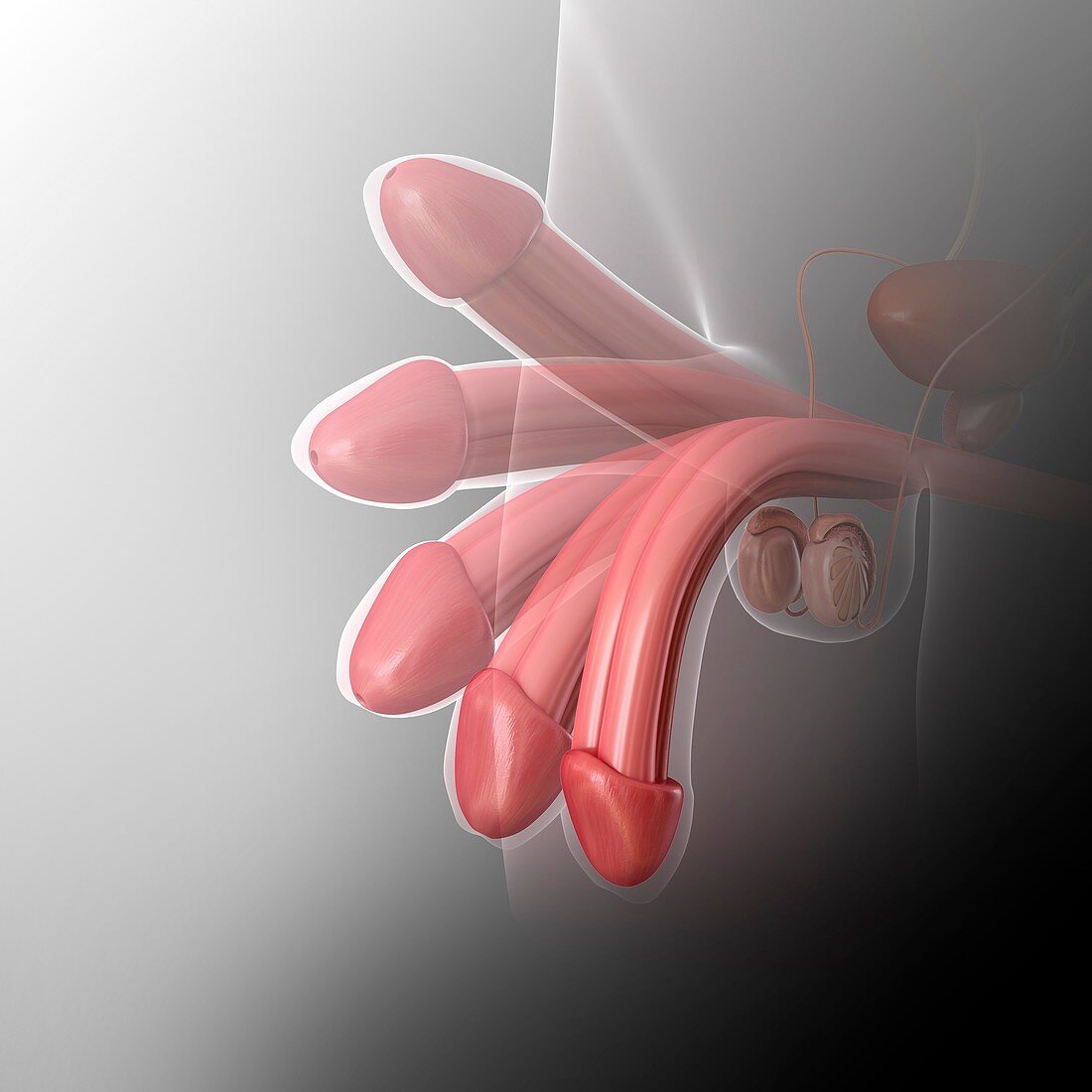 Male penis erection, illustration