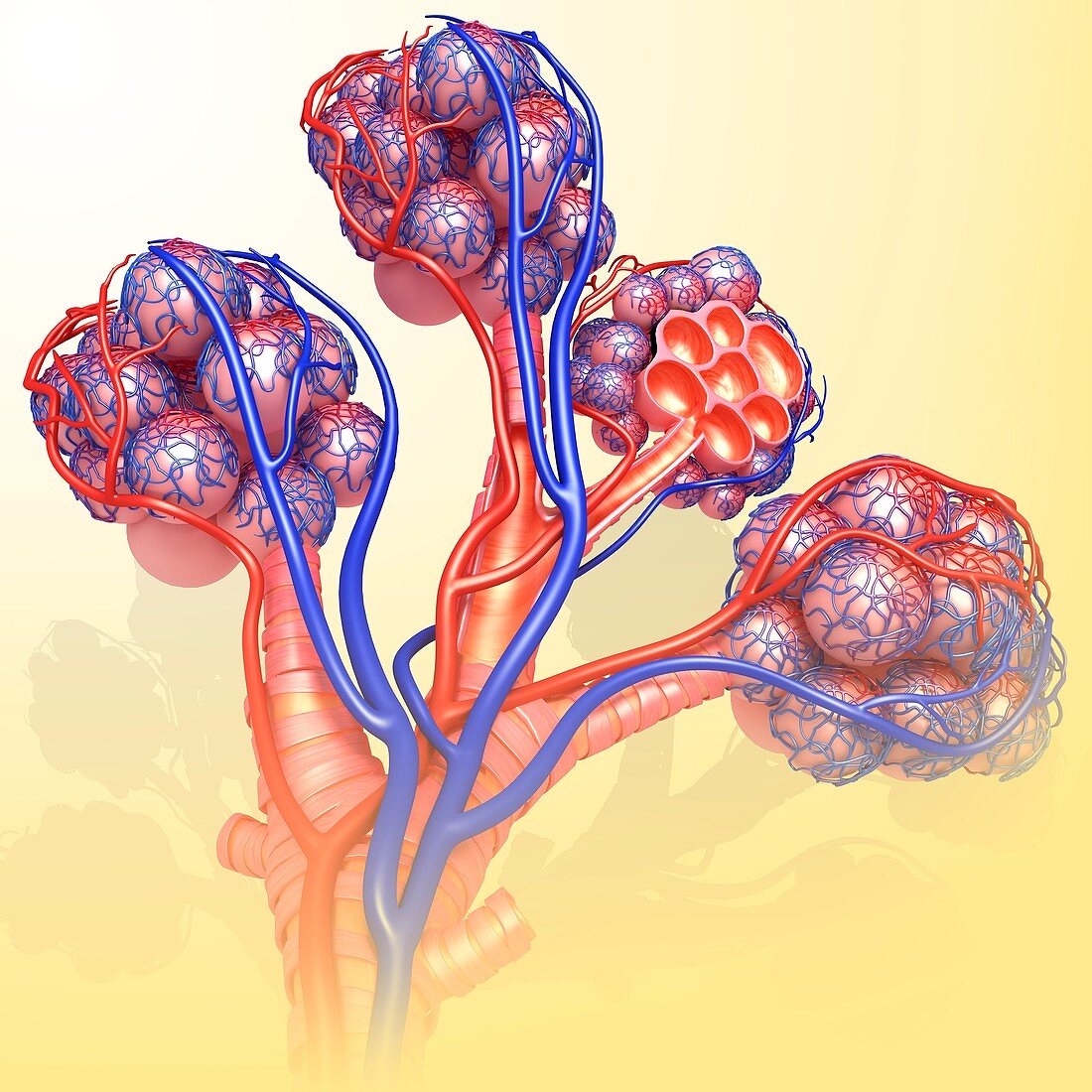 Alveoli and capillaries, illustration