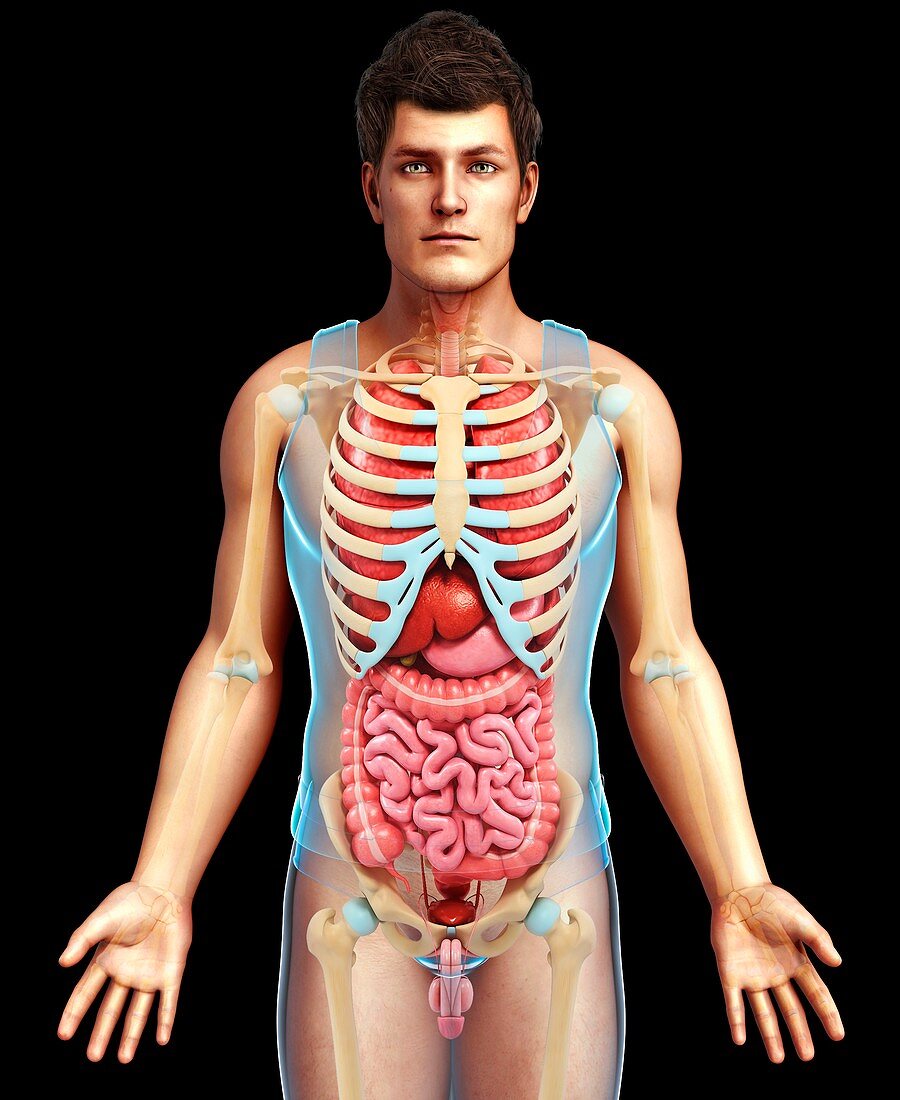 Male skeletal system and body organs, illustration