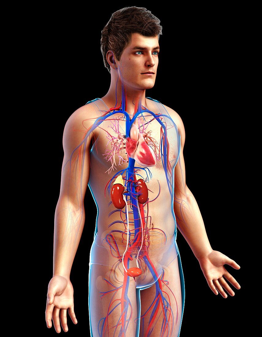 Male heart and kidneys, illustration