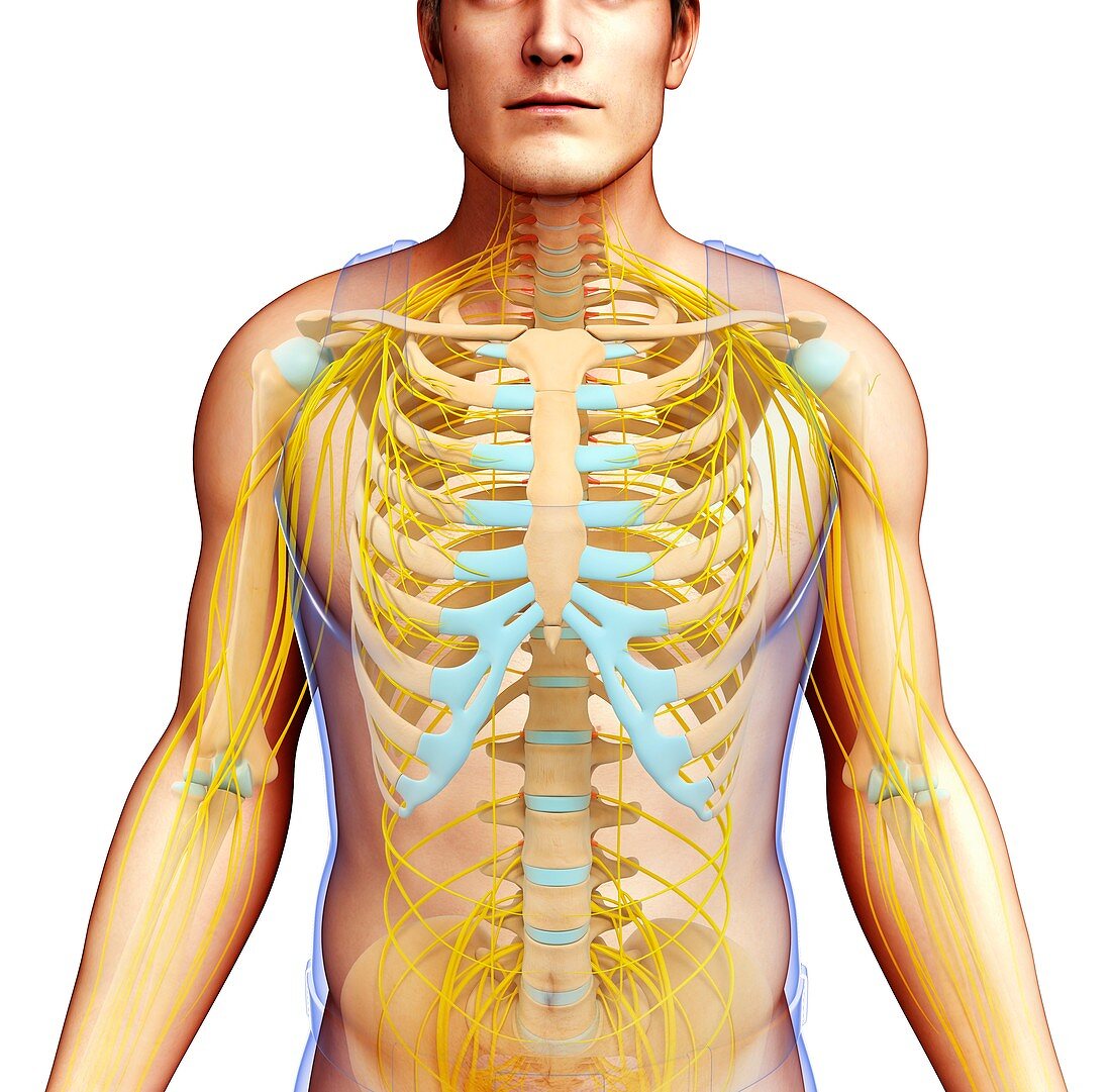 Male skeletal and nervous systems, illustration
