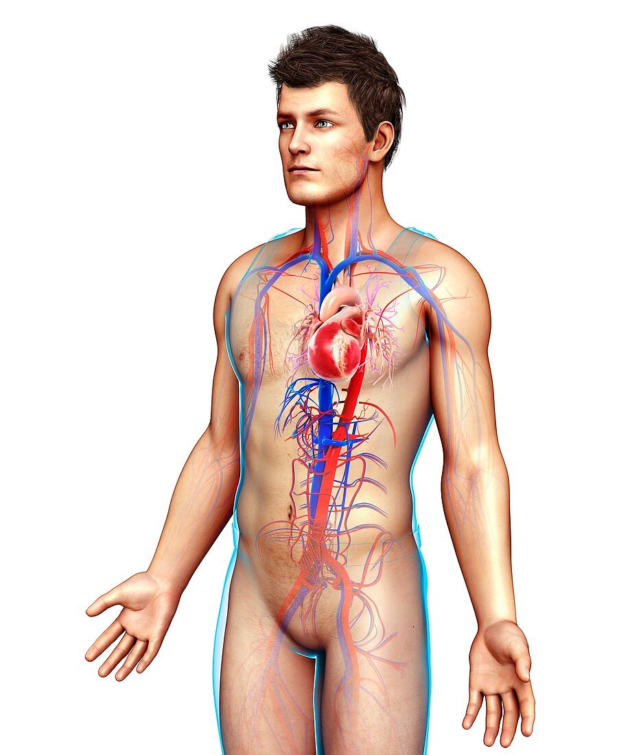 Male heart and blood vessels, illustration