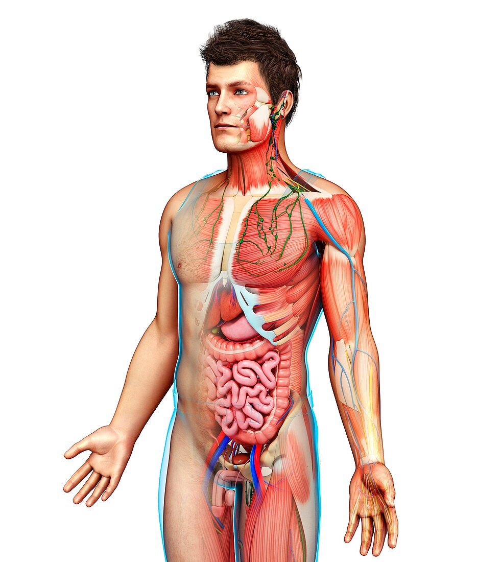 Male anatomy, illustration
