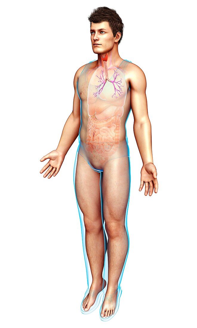 Male trachea and bronchi, illustration