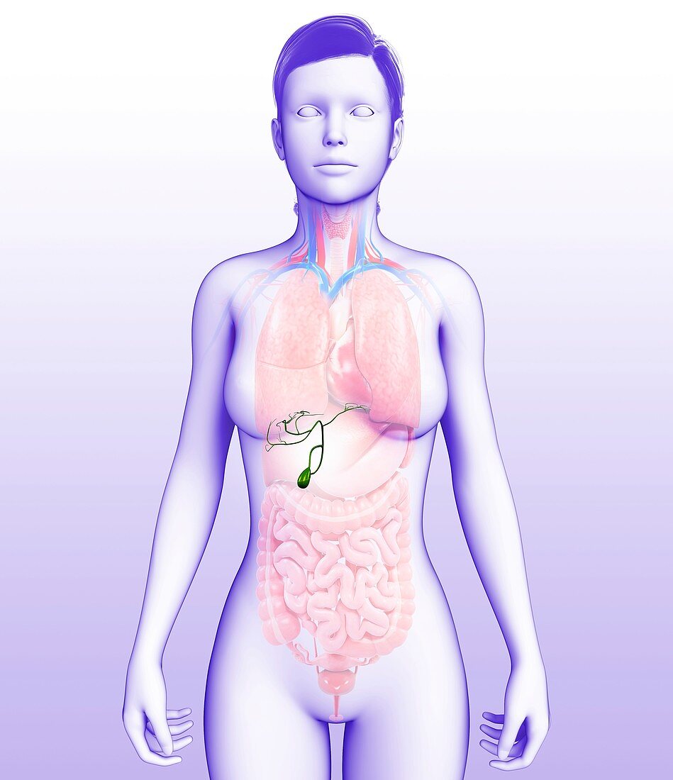Female gallbladder, illustration