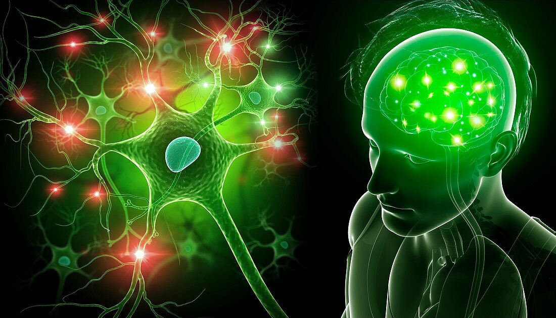 Brain and nerve cell, illustration