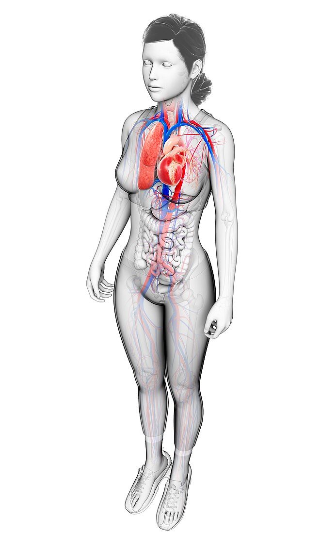 Female heart-lung system, illustration