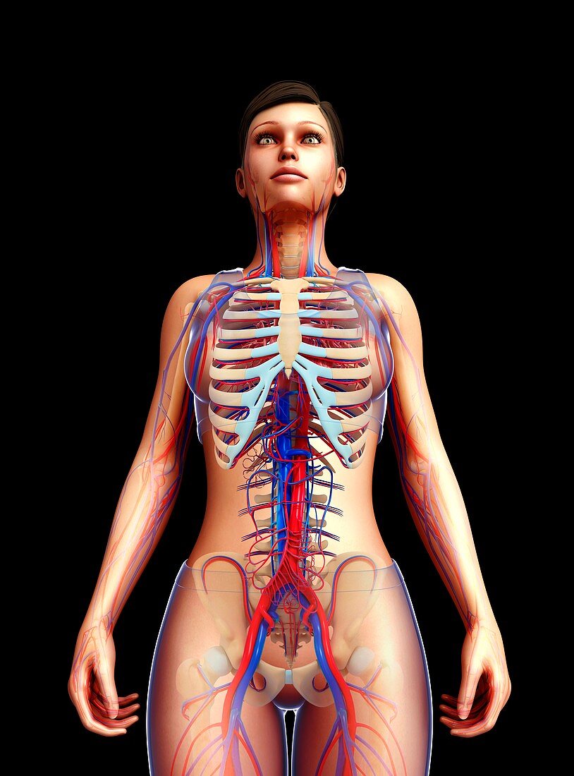 Female circulatory system, illustration