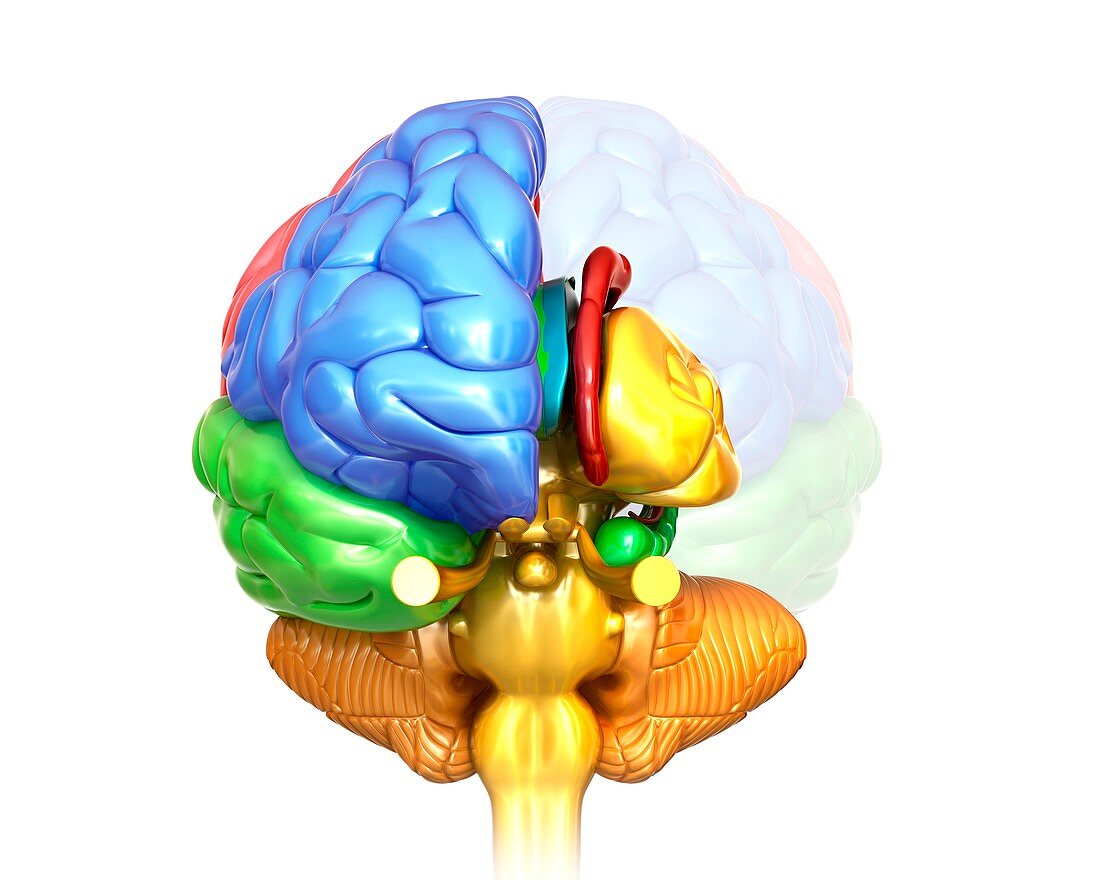 Human brain regions and anatomy, illustration