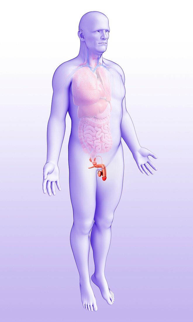 Male sex organs, illustration
