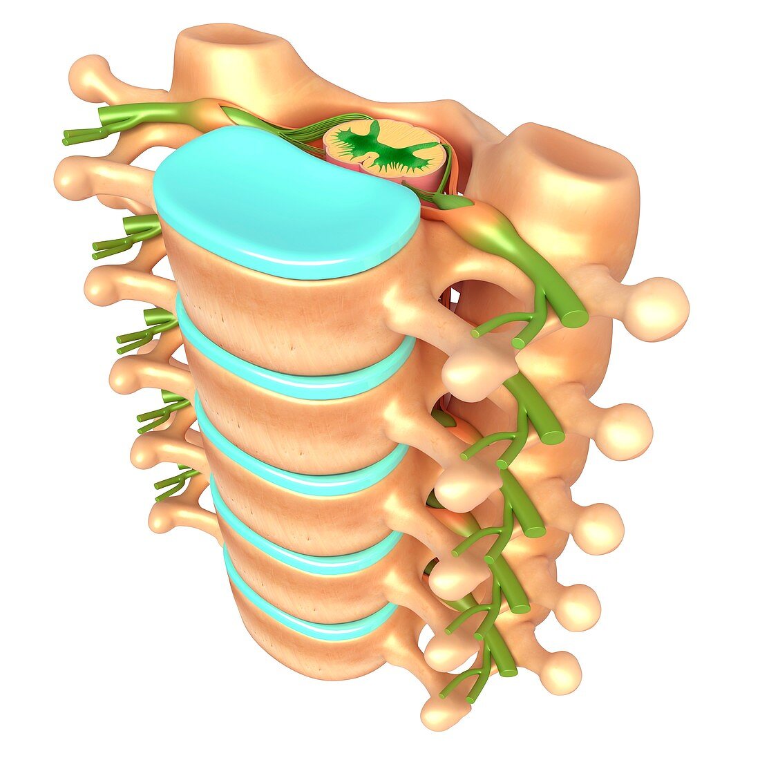 Lumbar vertebrae and spinal cord, illustration