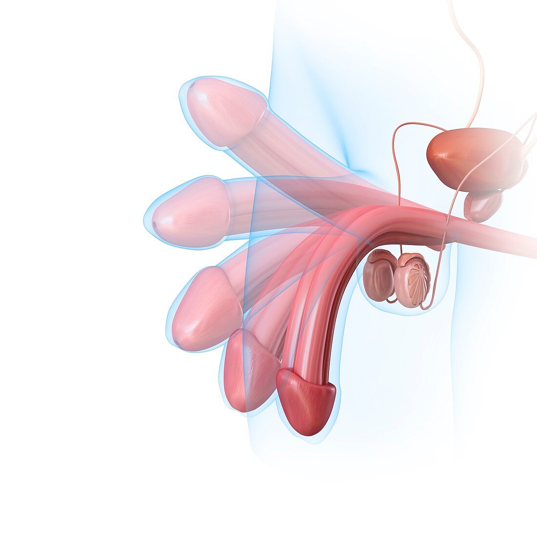 Male penis erection, illustration