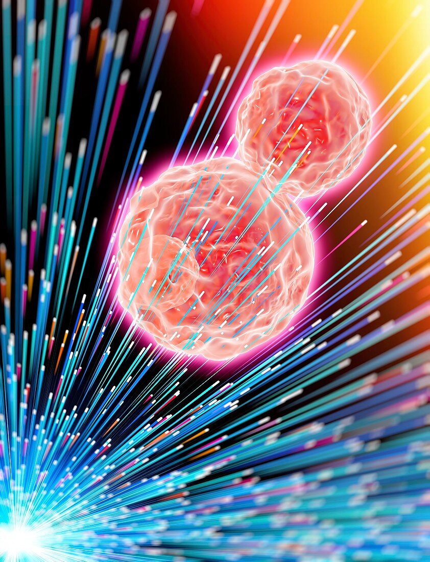 Cancer cells exposed to radiotherapy