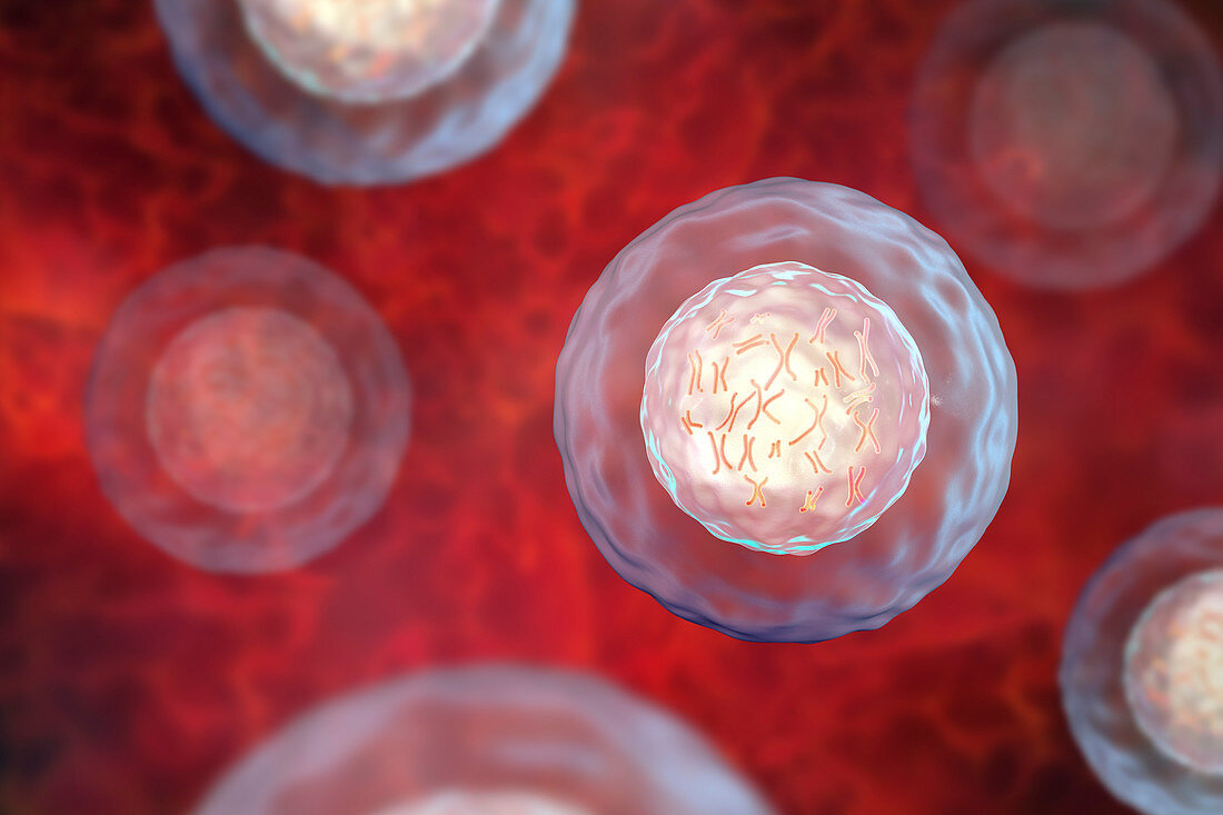 Human cell with chromosomes, illustration