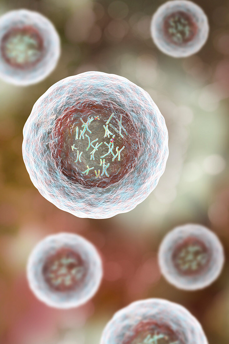 Human cell with chromosomes, illustration