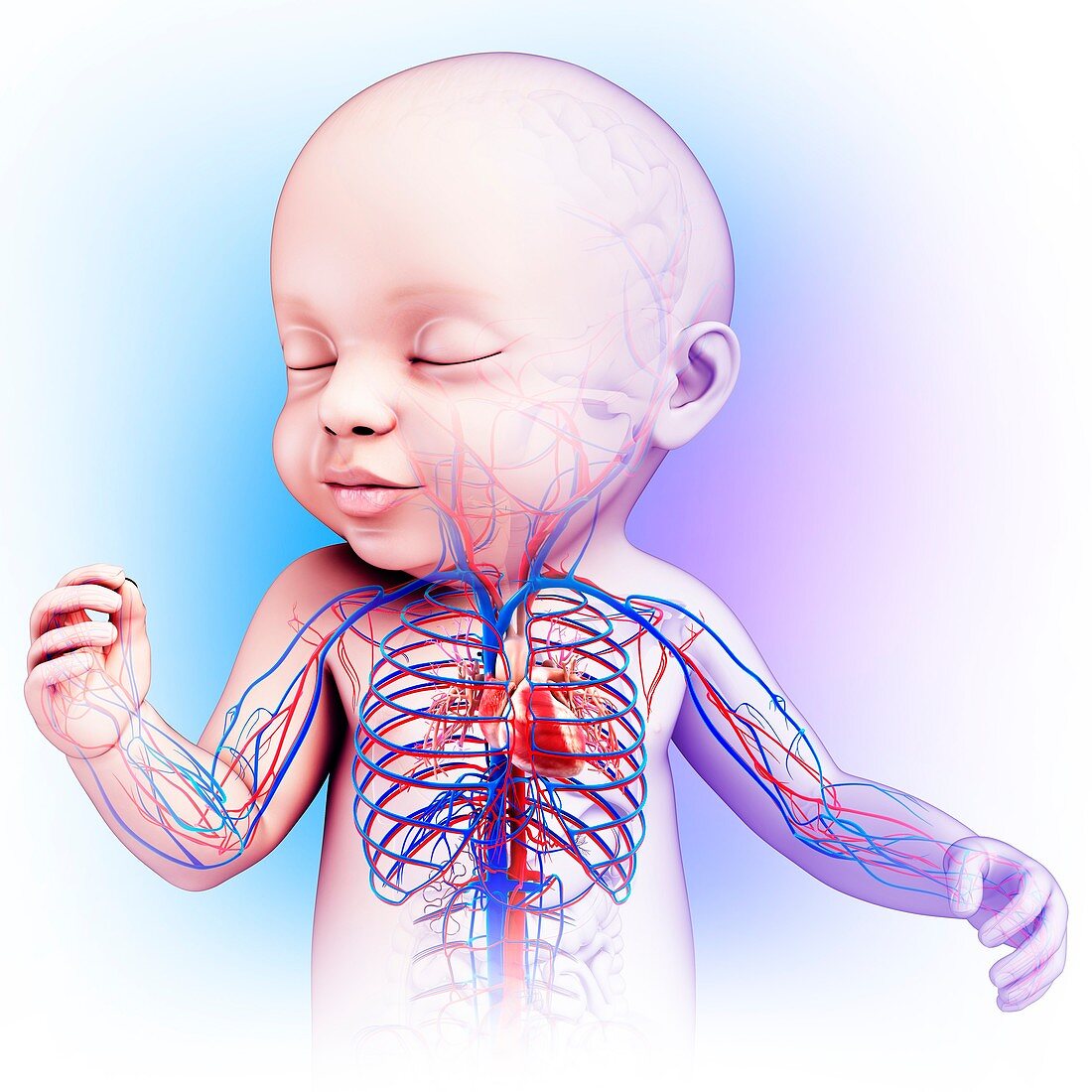 Baby's heart and circulatory system, illustration