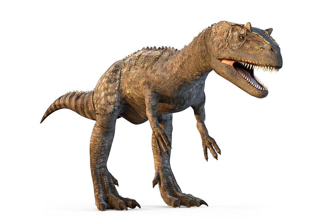 Allosaurus dinosaur, illustration