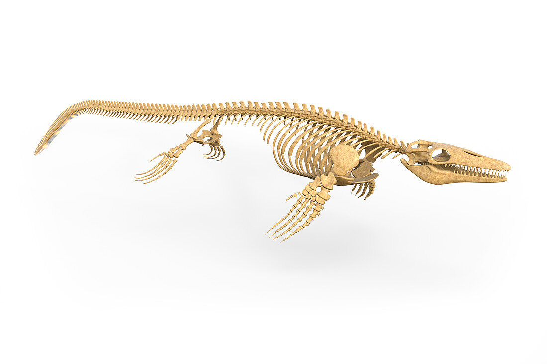 Mosasaurus skeleton, illustration