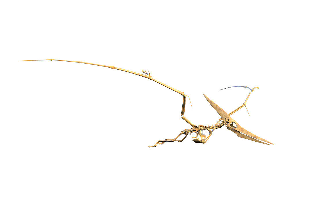 Pteranodon skeleton, illustration